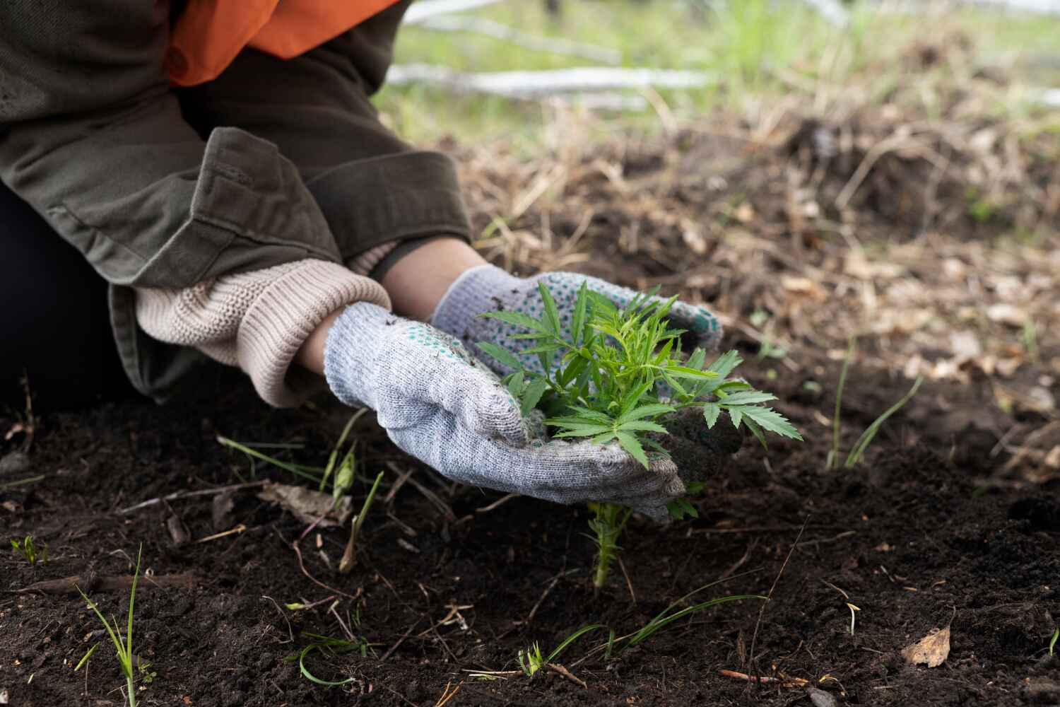 The Steps Involved in Our Tree Care Process in Plainfield, NJ